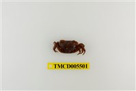 藏品(奧氏後相手蟹)的圖片